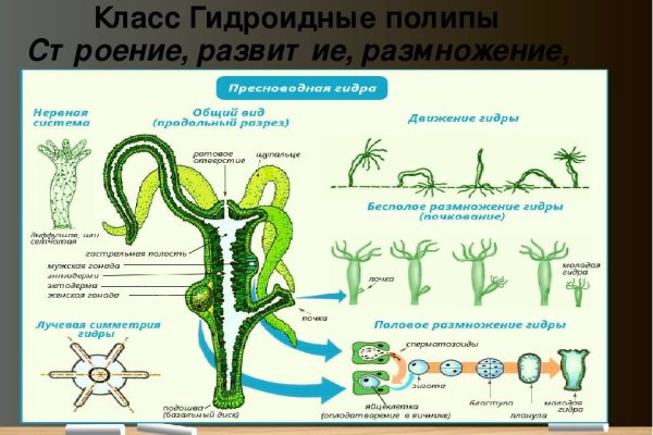 Кракен onoin