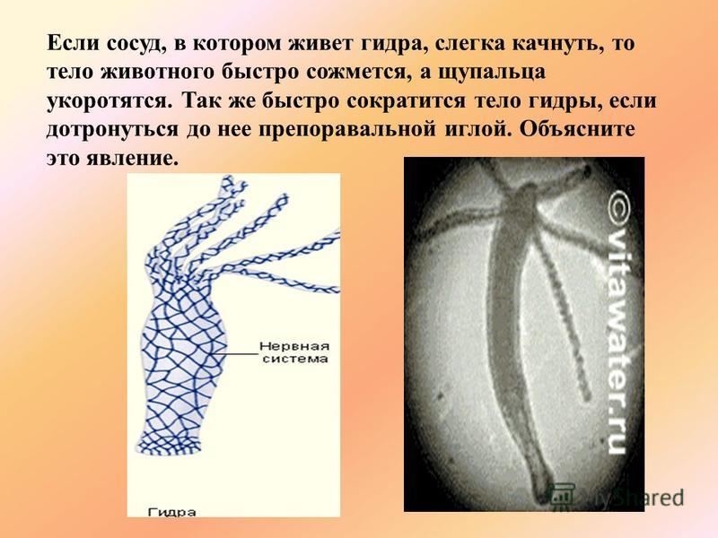 Кракен нет