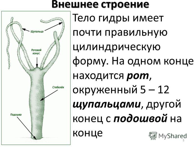 Кракен маркетплейс что там продают